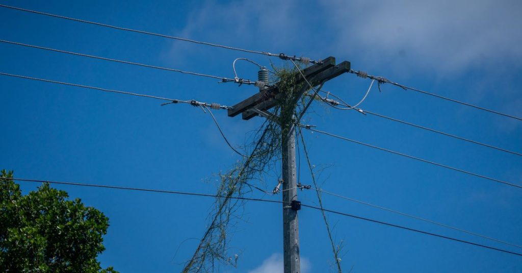Electric power line entangled with vegetation against a bright blue sky background.