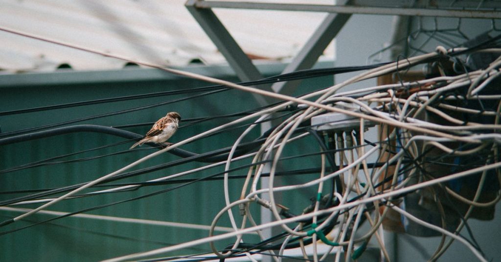 A sparrow perched on a tangle of electrical wires, capturing urban wildlife.