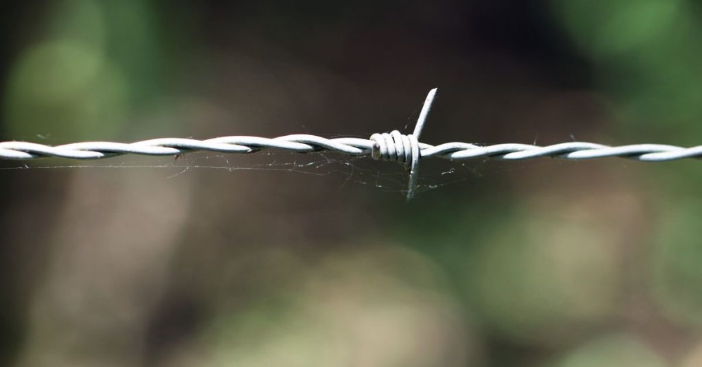 Detailed view of a barbed wire strand with a blurred natural background.